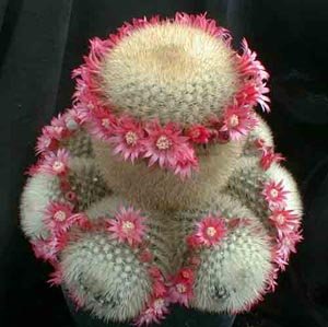 Mammillaria_pilcayensis